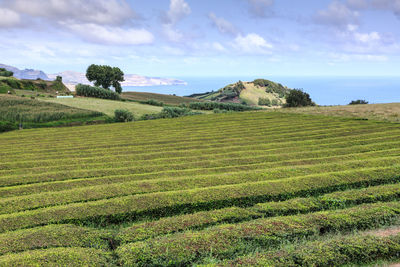 Scenic view of farm against sky