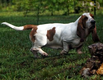 Close-up of dog standing on field