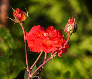 Close-up of red flowers blooming outdoors