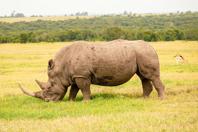 A lone rhino amidst antelopes in the savannah grasslands at ol pejeta conservancy in nanyuki, kenya