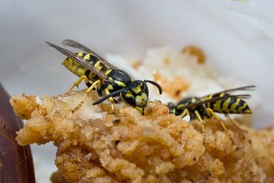 Close-up of insect on plate