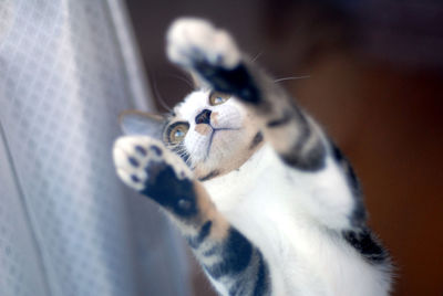 Brown tabby kitten playing kung fu