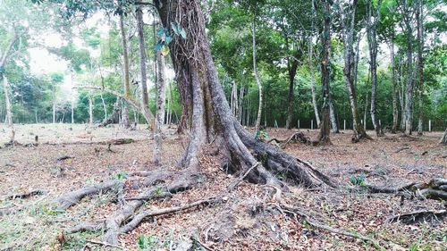 Trees growing in forest