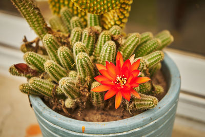Close-up of potted plant