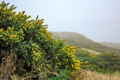 Plants growing on land against sky