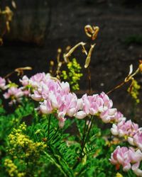 Close-up of pink flowering plant