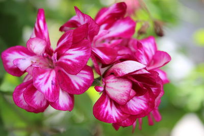 Close-up of pink flowering plant