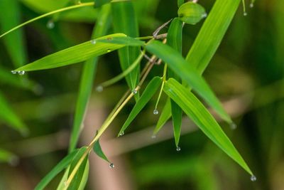 Close-up of wet plant during rainy season