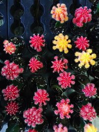 Multi colored flowers blooming in park