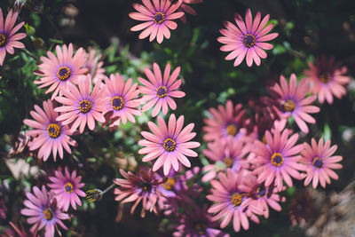 Daisy flower garden - spring april at uminonakamichi seaside park, fukuoka prefecture