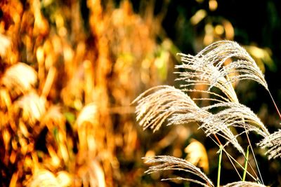 Close-up of wheat plant