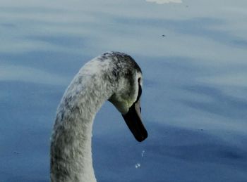 Close-up of swan swimming in lake