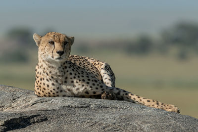 Close-up of cheetah sitting on rock