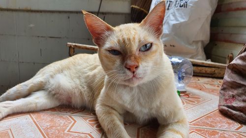 Close-up portrait of a cat at home