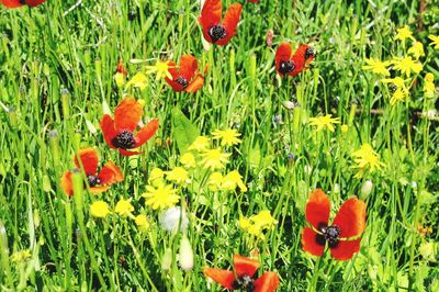 Close-up of red tulips blooming in field