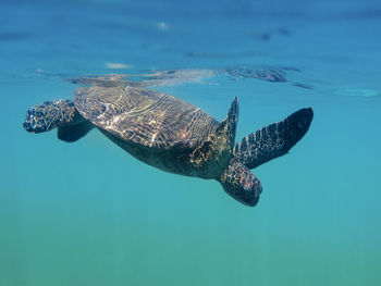 Close-up of turtle swimming in sea