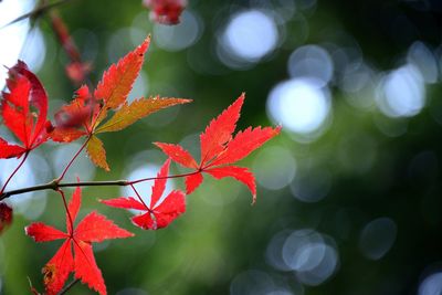 Close-up of red maple leaves