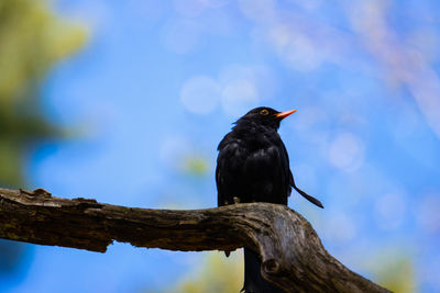 Low angle view of bird perching on branch against sky