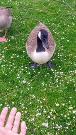 High angle view of bird on field