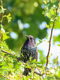 Low angle view of bird perching on tree