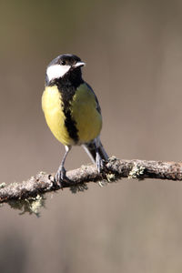 Close-up of bird perching on branch