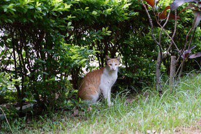 Cat sitting on grass