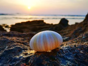 Close-up of snail on rock