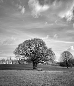 Bare tree on field against sky