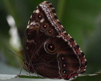 Close-up of butterfly perching on leaf