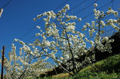 Low angle view of flowering tree against blue sky