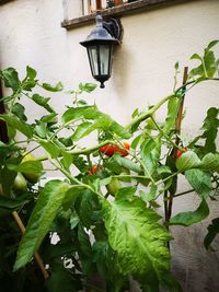 Close-up of red flowering plant against building