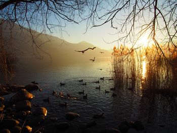 Silhouette birds on shore against sky during sunset