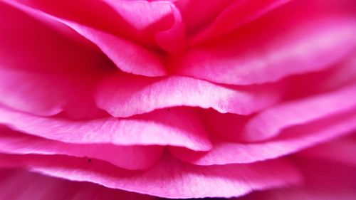 Full frame shot of pink flower