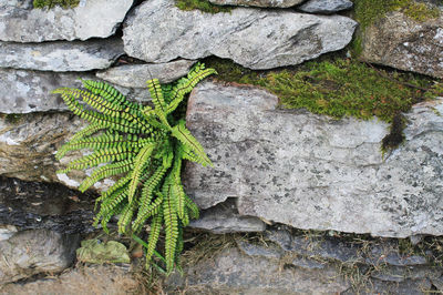 High angle view of green leaves