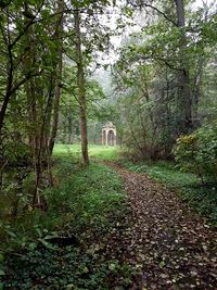 Footpath amidst trees in forest
