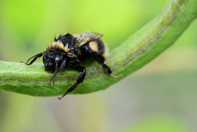 Macro shot of a wet bumble bee on a runner bean pod