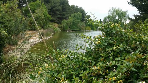 Scenic view of river with trees in background