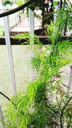 Close-up of potted plants in yard