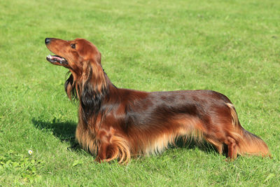 Side view of a dog on field