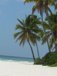 Palm trees on beach