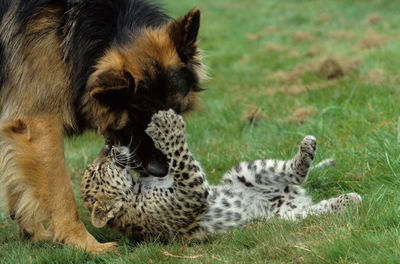 View of cats relaxing on field