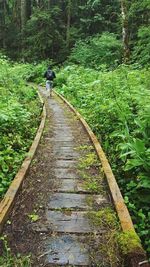 Road passing through forest