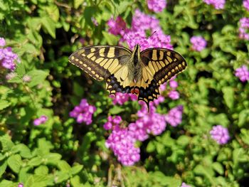 Butterfly pollinating on pink flower