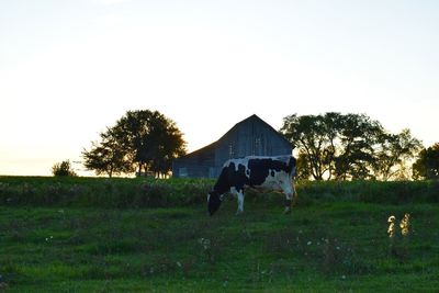 Cows grazing on field against clear sky