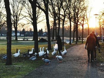 View of birds on shore against bare trees