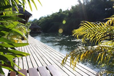 Palm trees by lake