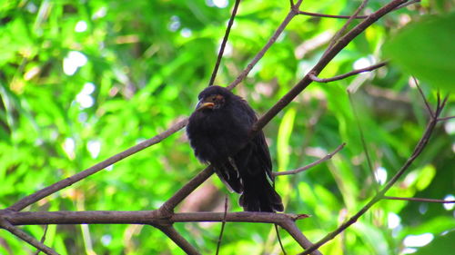 Bird perching on branch