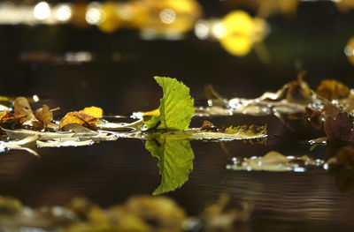 Close-up of leaves in puddle