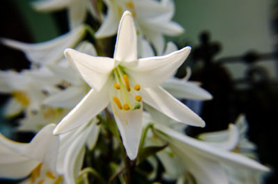 Close-up of white day lily blooming outdoors