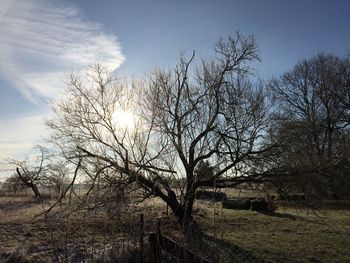 Bare trees on landscape against sky